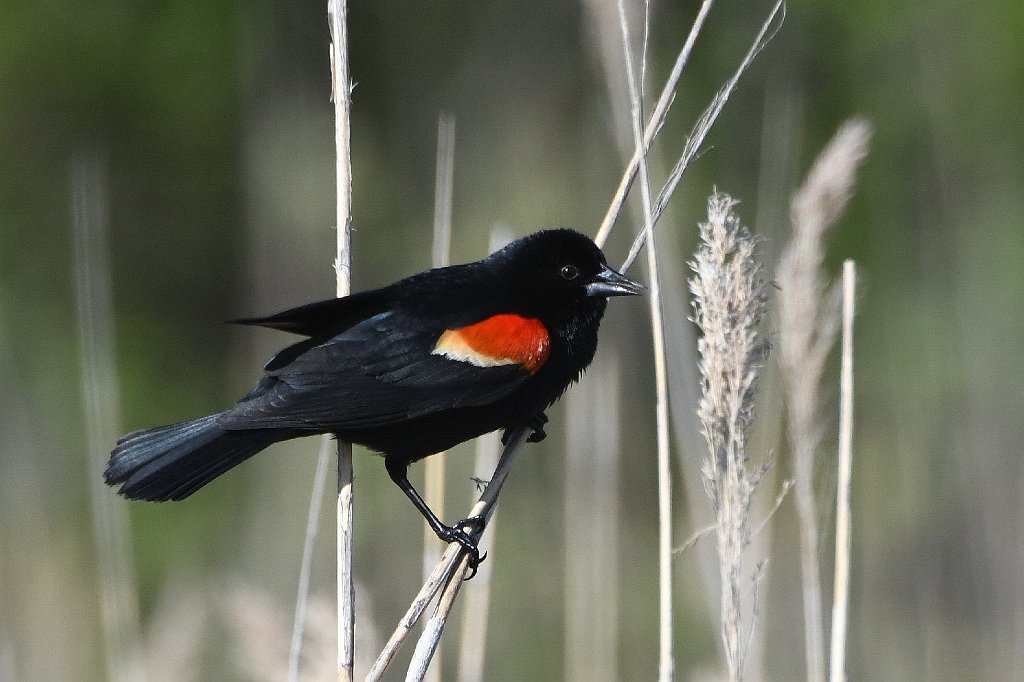 Blackbird, Red-winged, 2017-05207952 Parker River NWR, MA.JPG - Red-winged Blackbird. Parker River National Wildlife Refuge, MA, 5-20-2017